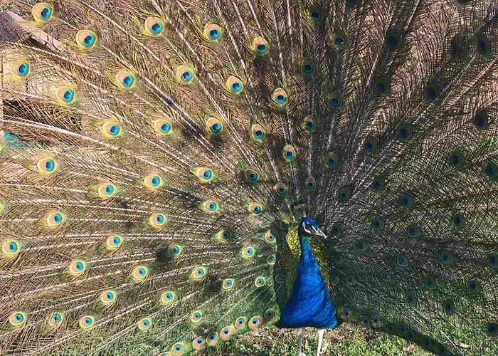 Family Borovitsa Hotel Pŭdartsi