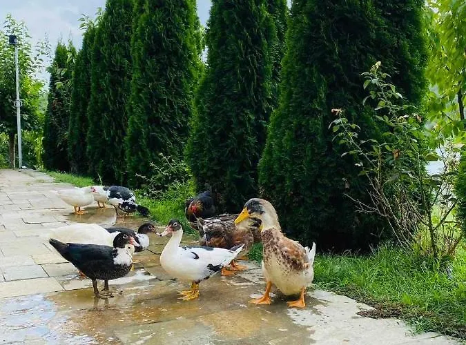 Hotel Family Borovitsa 2*