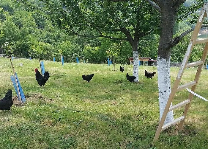 Family Borovitsa 2* Pŭdartsi