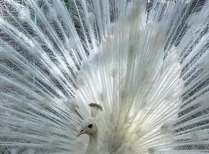 Family Borovitsa Pŭdartsi