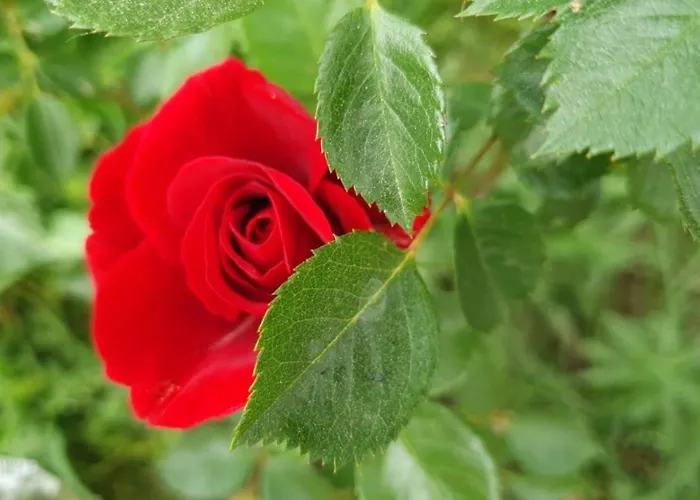 Hotel Family Borovitsa Pŭdartsi